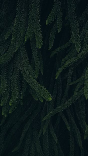 pine, green, black background Wallpaper 2160x3840