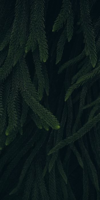 pine, green, black background Wallpaper 720x1440