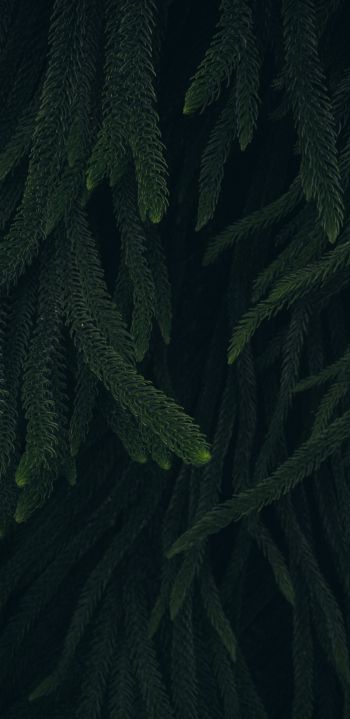pine, green, black background Wallpaper 1440x2960