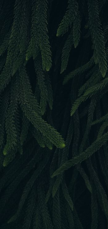 pine, green, black background Wallpaper 1080x2280