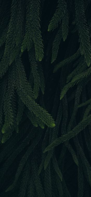 pine, green, black background Wallpaper 1242x2688