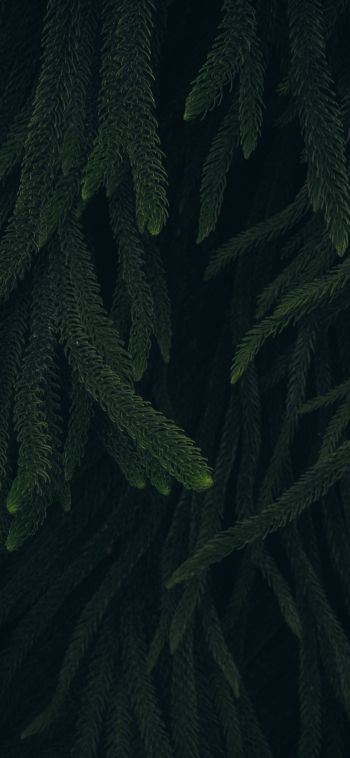 pine, green, black background Wallpaper 1080x2340