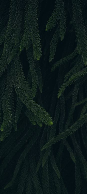 pine, green, black background Wallpaper 1440x3200