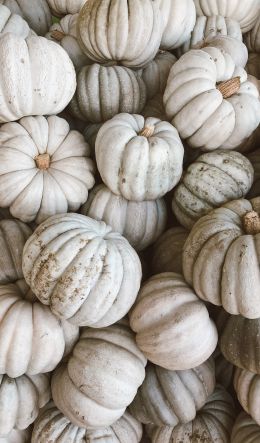 pumpkin, white Wallpaper 600x1024