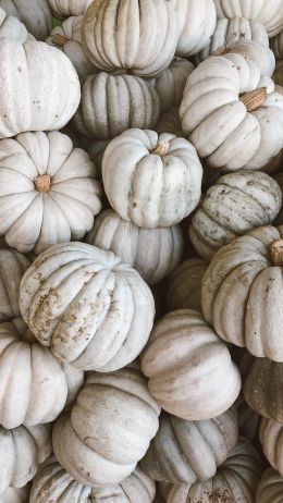 pumpkin, white Wallpaper 750x1334