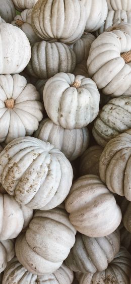 pumpkin, white Wallpaper 1080x2340