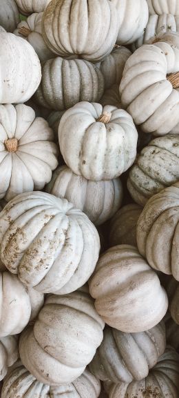 pumpkin, white Wallpaper 1440x3200