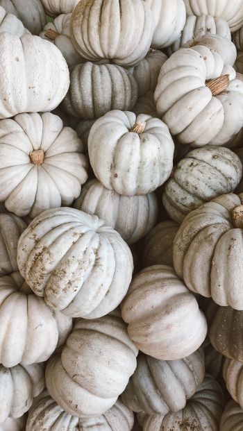 pumpkin, white Wallpaper 640x1136