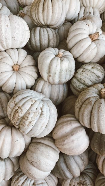 pumpkin, white Wallpaper 1080x1920