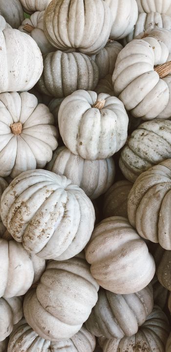 pumpkin, white Wallpaper 1080x2220