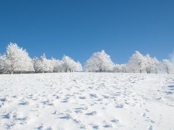 winter, snow, white Wallpaper 1024x768