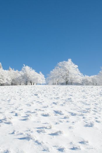 winter, snow, white Wallpaper 640x960