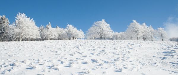 winter, snow, white Wallpaper 2560x1080