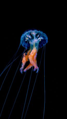 jellyfish, dark background Wallpaper 2160x3840