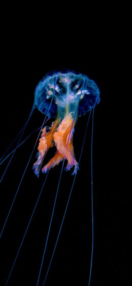 jellyfish, dark background Wallpaper 1125x2436