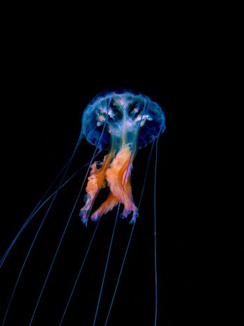 jellyfish, dark background Wallpaper 1620x2160