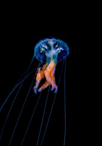 jellyfish, dark background Wallpaper 1668x2388