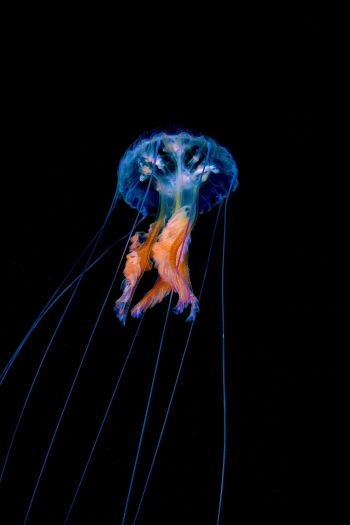 jellyfish, dark background Wallpaper 640x960