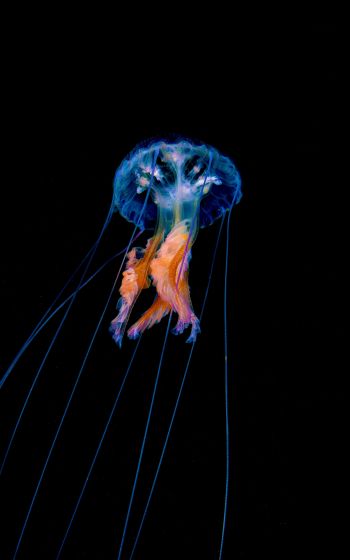 jellyfish, dark background Wallpaper 1600x2560