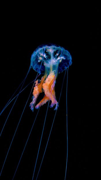 jellyfish, dark background Wallpaper 2160x3840