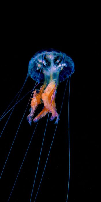 jellyfish, dark background Wallpaper 720x1440