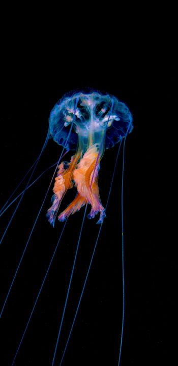 jellyfish, dark background Wallpaper 1440x2960