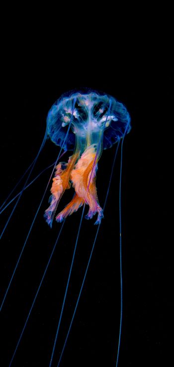 jellyfish, dark background Wallpaper 1440x3040