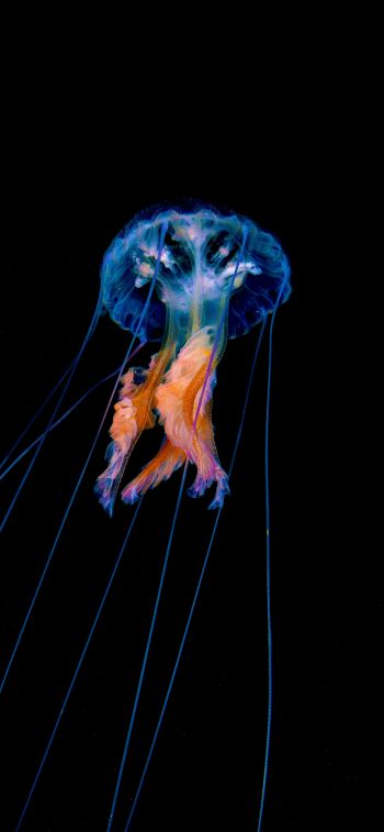 jellyfish, dark background Wallpaper 1125x2436