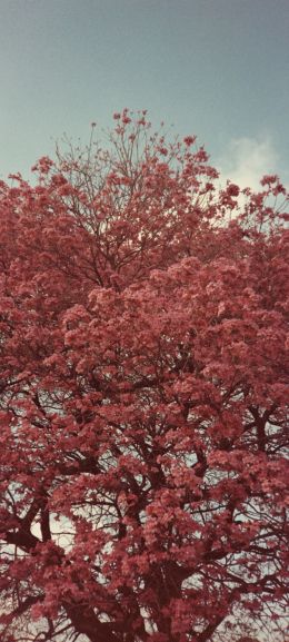 flowering tree, spring, pink Wallpaper 1080x2400