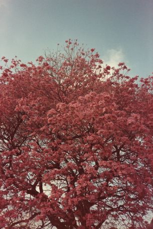 flowering tree, spring, pink Wallpaper 640x960
