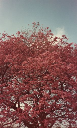 Обои 1200x2000 цветущее дерево, весна, розовый