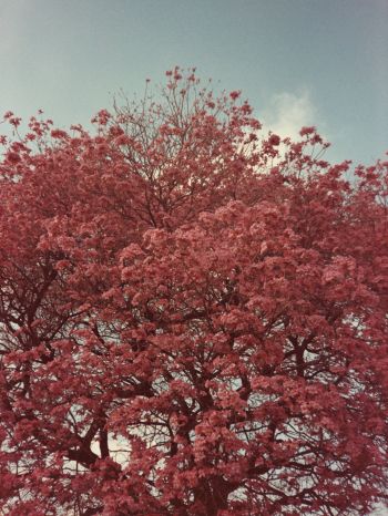 flowering tree, spring, pink Wallpaper 1536x2048