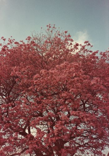 Обои 1668x2388 цветущее дерево, весна, розовый