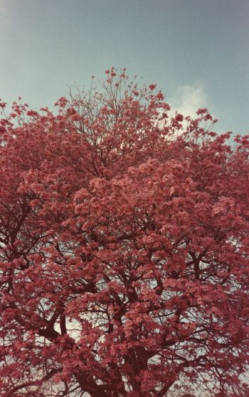 Обои 1752x2800 цветущее дерево, весна, розовый