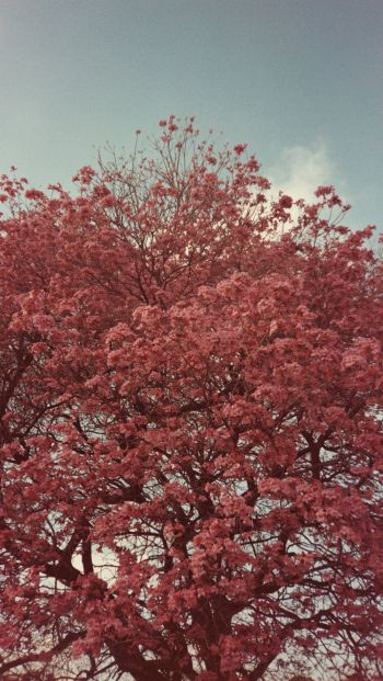 Обои 640x1136 цветущее дерево, весна, розовый