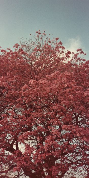 Обои 720x1440 цветущее дерево, весна, розовый