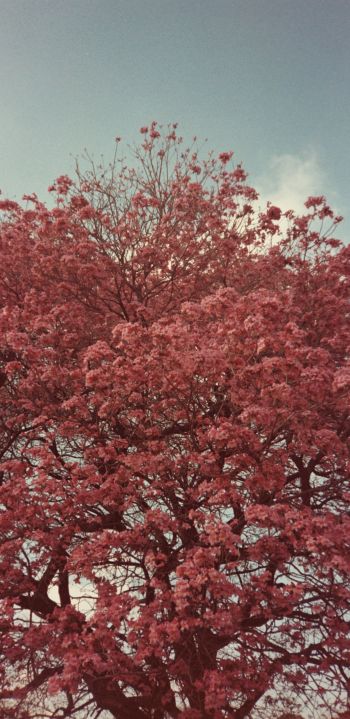 Обои 1440x2960 цветущее дерево, весна, розовый