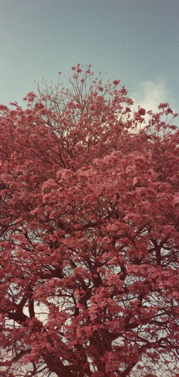 Обои 1080x2280 цветущее дерево, весна, розовый
