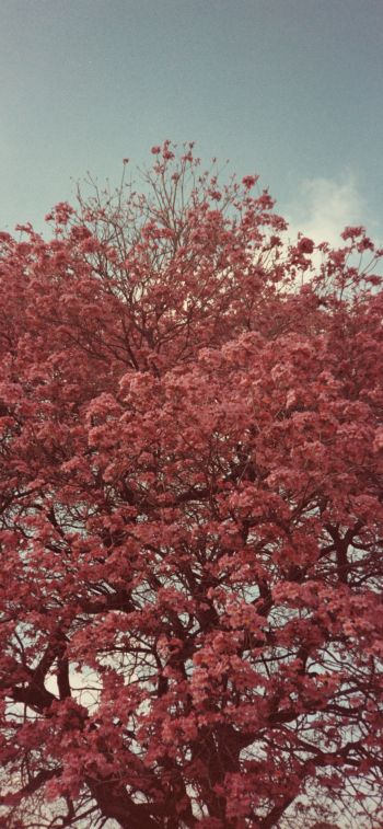 Обои 1125x2436 цветущее дерево, весна, розовый