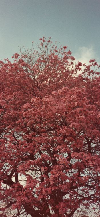 Обои 1080x2340 цветущее дерево, весна, розовый