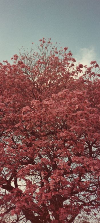 Обои 720x1600 цветущее дерево, весна, розовый