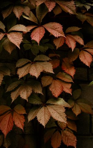 foliage, autumn, drops Wallpaper 1752x2800
