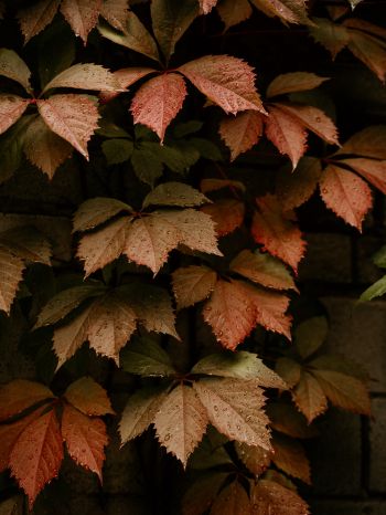 foliage, autumn, drops Wallpaper 1668x2224