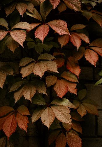 foliage, autumn, drops Wallpaper 1668x2388