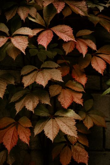 Обои 640x960 листва, осень, капли