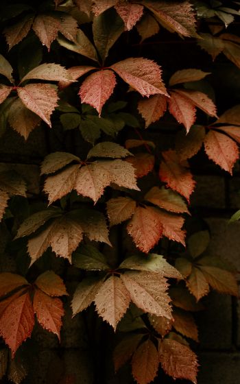 foliage, autumn, drops Wallpaper 1200x1920