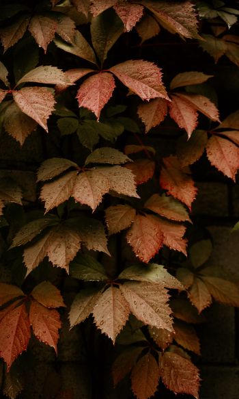 foliage, autumn, drops Wallpaper 1200x2000
