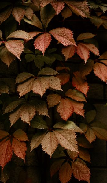 foliage, autumn, drops Wallpaper 600x1024