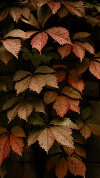 Обои 640x1136 листва, осень, капли