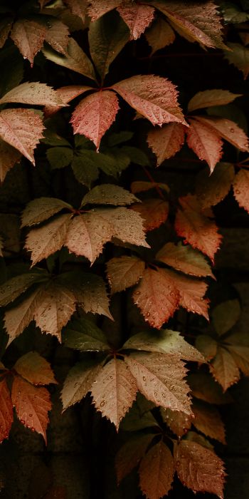 foliage, autumn, drops Wallpaper 720x1440